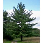 White Pine